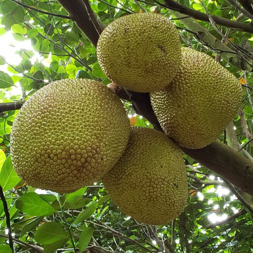 Fruit Variety Picture